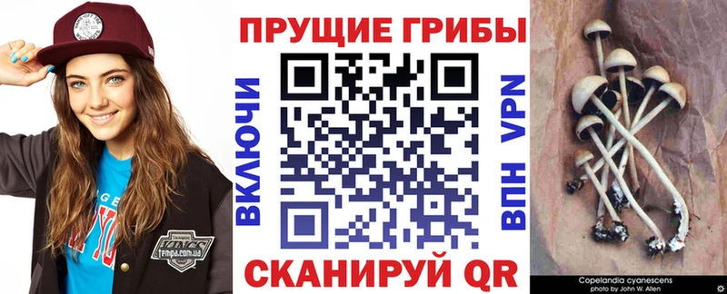 гидра ссылка Свободный Галлюциногенные грибы GOLDEN TEACHER